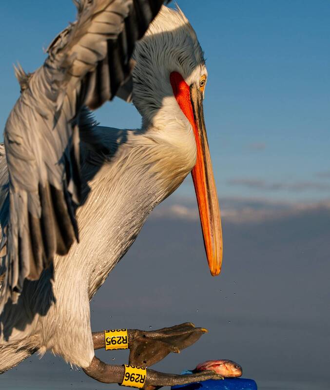 Момент перед пиромphoto preview