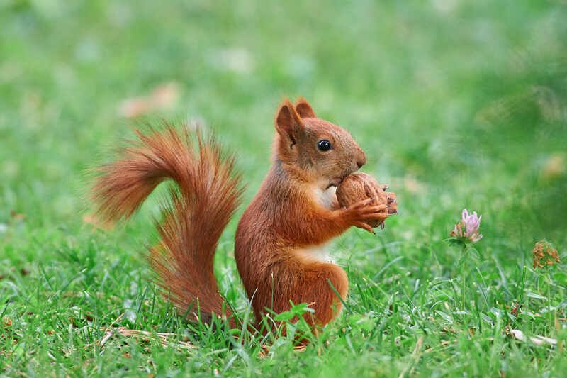 * фото превью