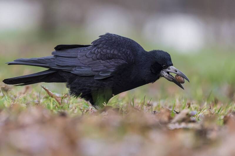 грач, птицы Грачphoto preview