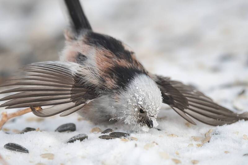 Ополовничек заиндевелphoto preview