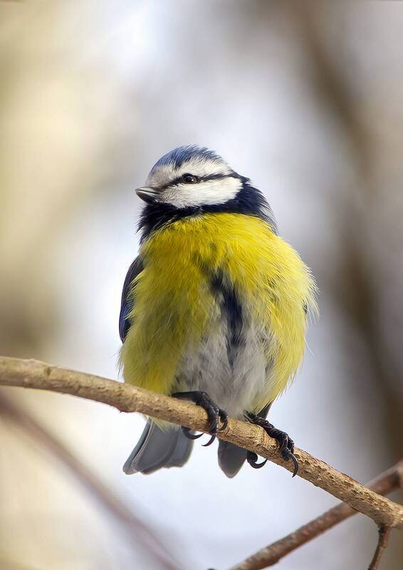 синица, обыкновенная лазоревка, зелёная лазоревка, лазоревка, синяя синица, cyanistes caeruleus Лазоревкаphoto preview