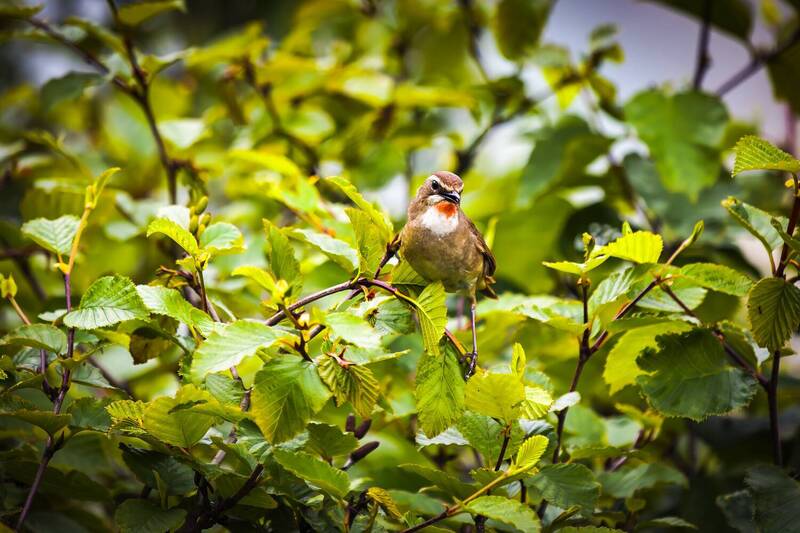 кусты, птица, лето, соловей-красношейка Аленький цветочекphoto preview