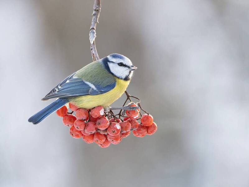 птицы,природа, зима Витаминки для лазоревки. фото превью