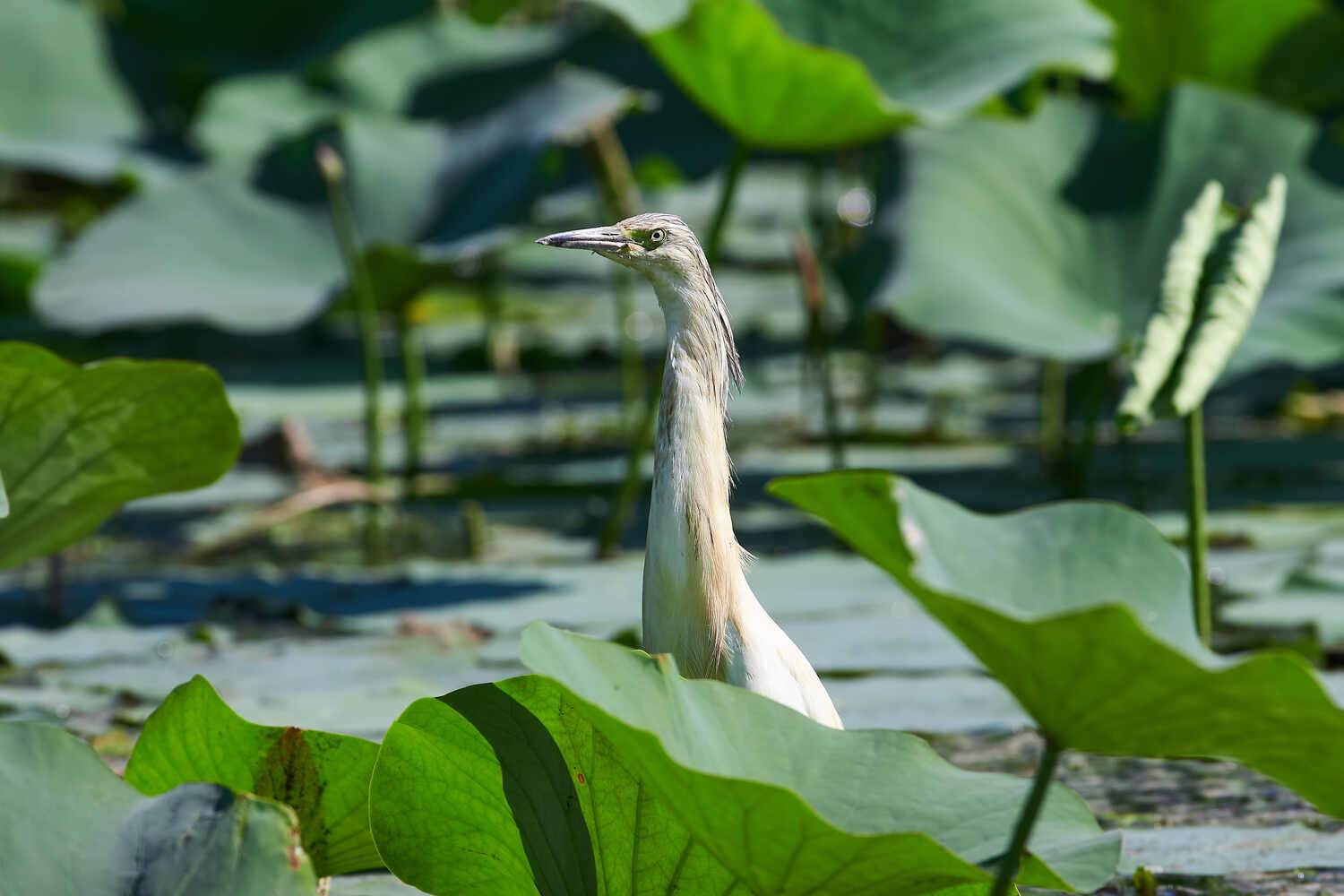 Ardeola ralloides, Жёлтая Цапля,, Павел Сторчилов
