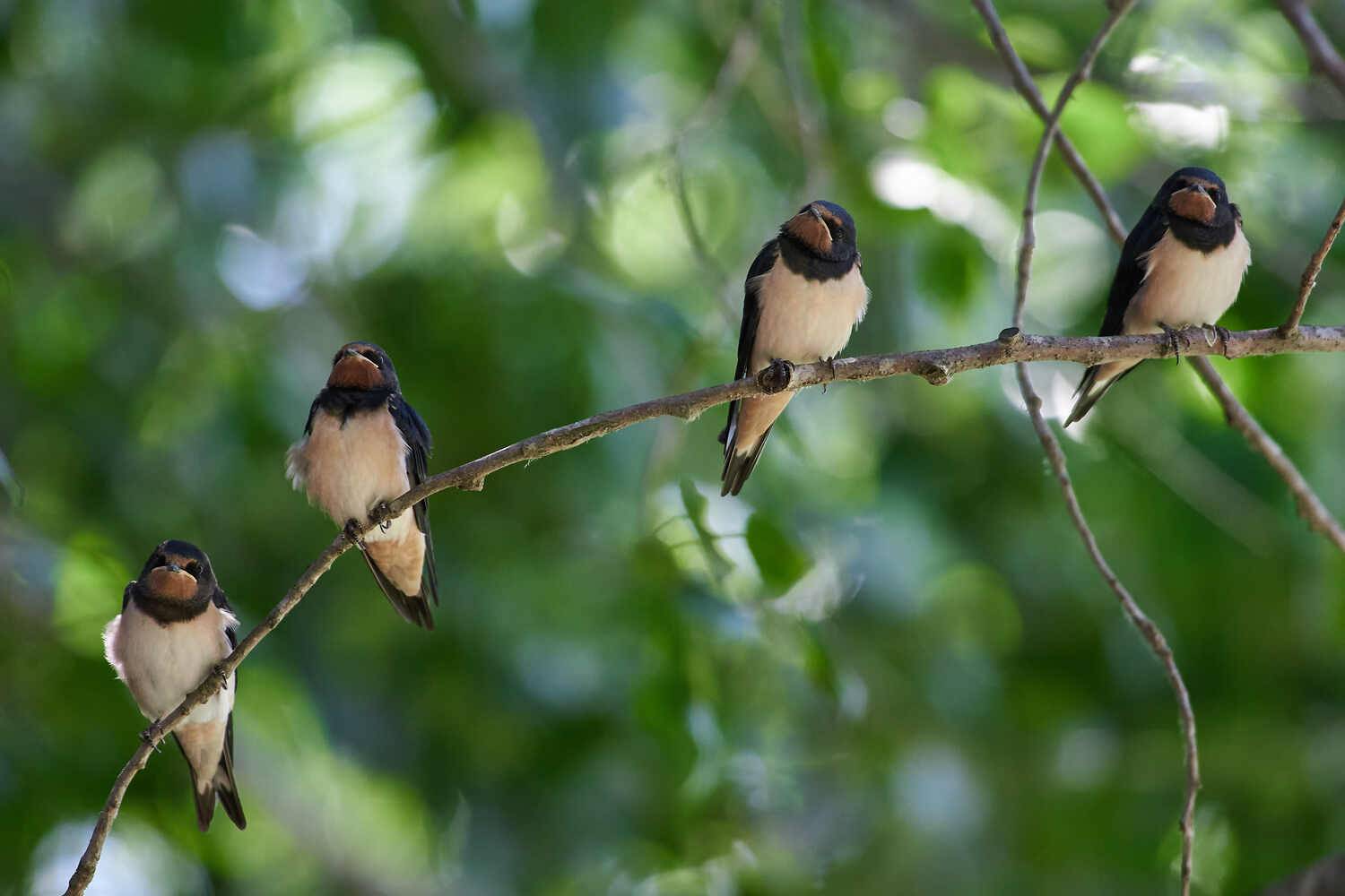 Hirundo rustica, Деревенская Ласточка ,, Павел Сторчилов