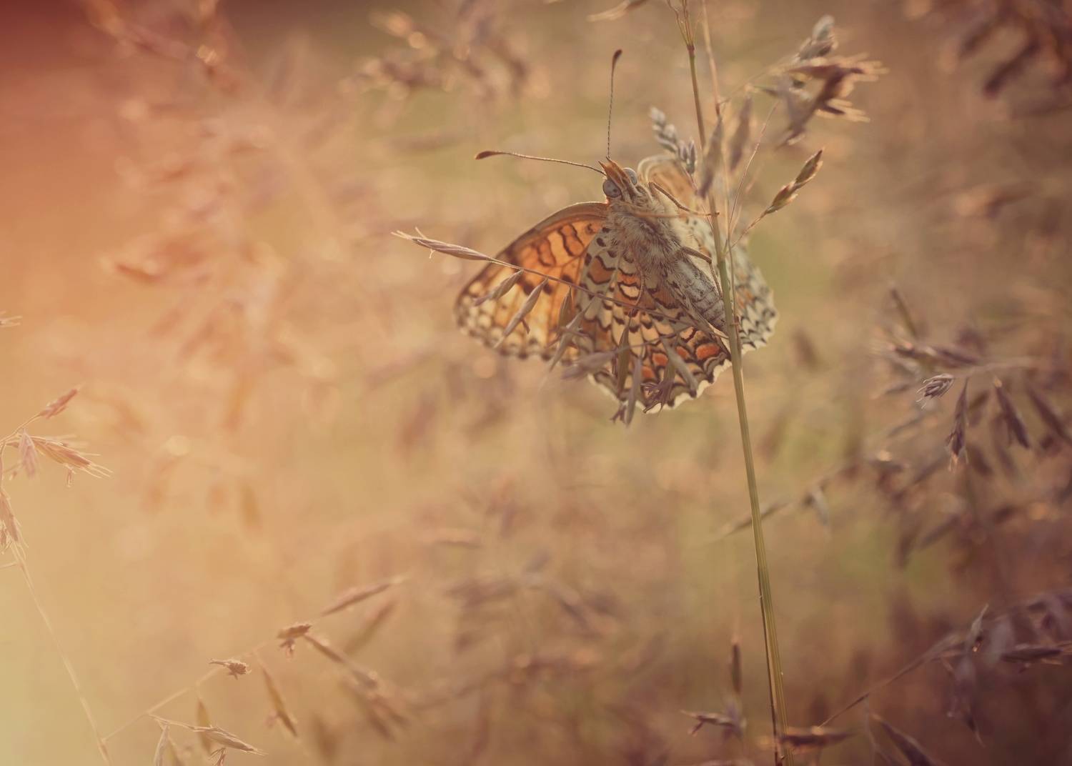 , Герчев Николай
