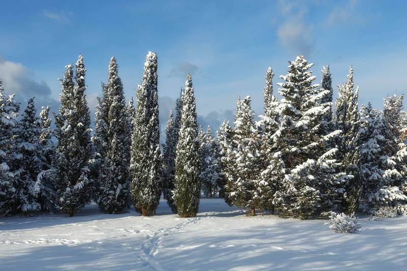 севастополь, зима, Зима заглянула. Севастополь, январь, парк Победы.photo preview