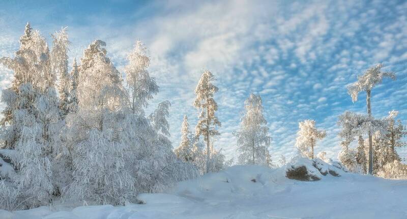 Красота зимнего леса фото превью