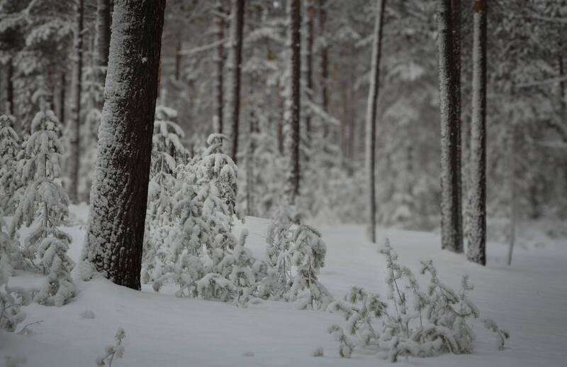 в зимнем лесуphoto preview