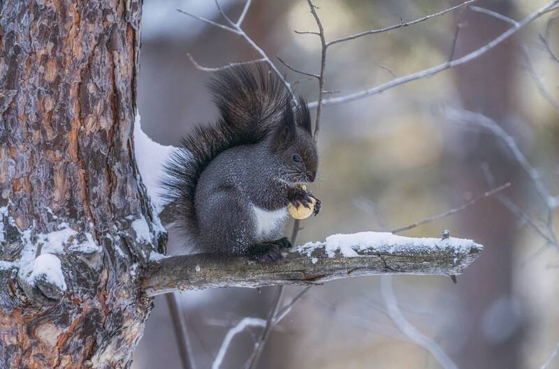 Белка и грецкий орехphoto preview