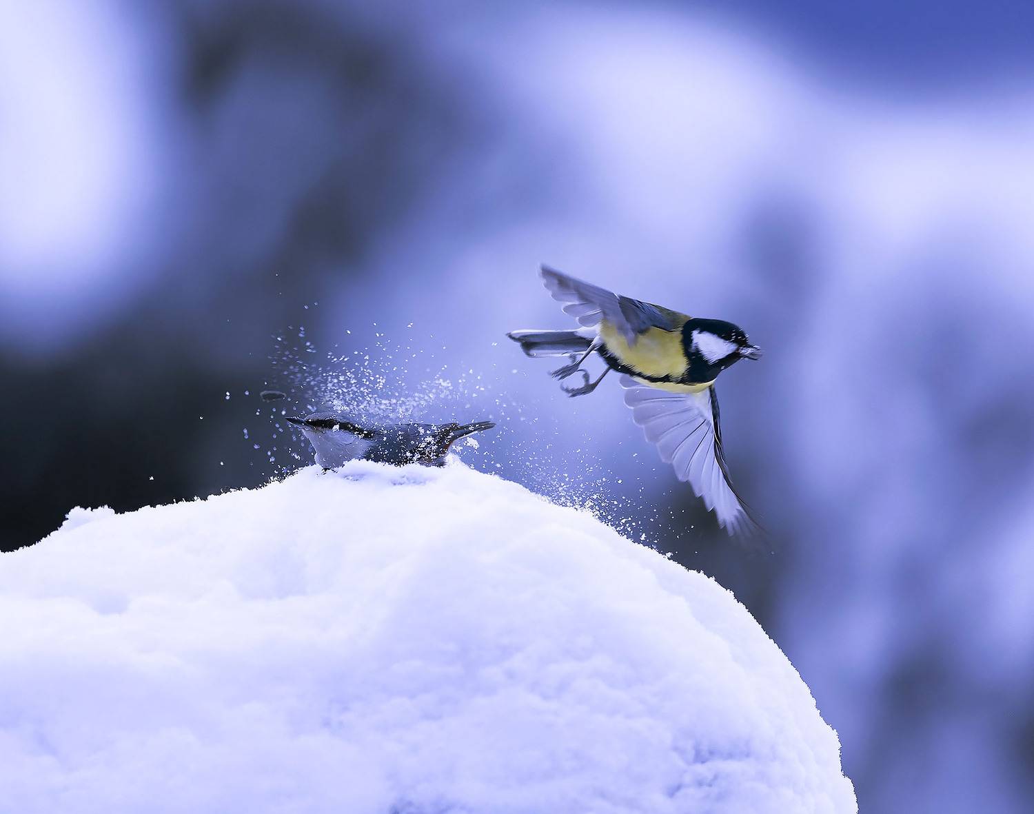 синицы, полёт, природа,birds,flight, nature, Стукалова Юлия