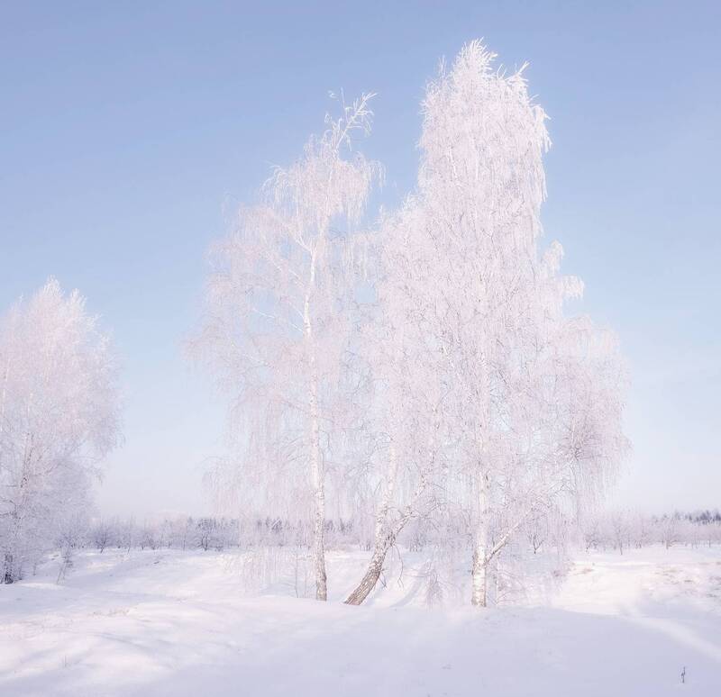 зима. мороз, иней ,деревья, сибирь, красноярск В морозном инее фото превью