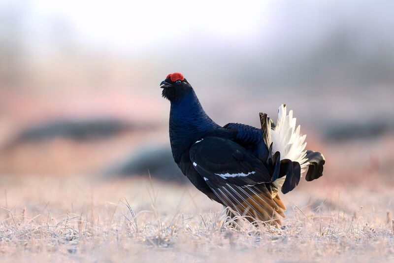 тетерев, токование, лес, болото, заря, рассвет, grouse, Lyrurus, природа, фотоохота, wildlife Тетерев на зареphoto preview