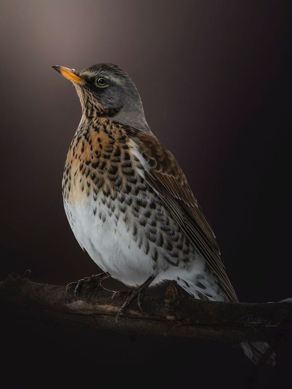 наблюдения за птицами, рябинник, дрозд рябинник, дрозд, портреты птиц, я художник я так вижу Дрозд рябинникphoto preview