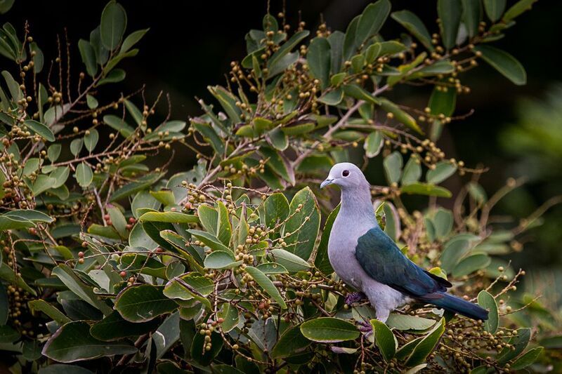 голубь, птица, Шри-Ланка плодоядный голубь фото превью