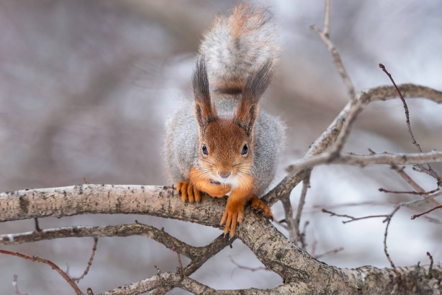 , Корнеев Алексей