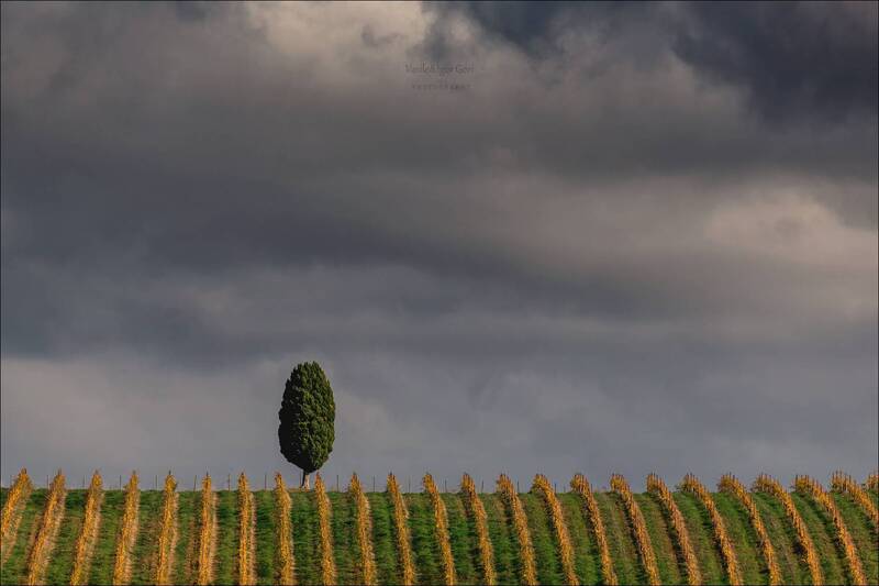 italy,san quirico d\\\\\\\'orcia,italia,италия,тоскана,pienza,кипарис,toscana,осень,tuscany,cipressi,belvedere,пьенца,тени,виноградники Символ вечностиphoto preview