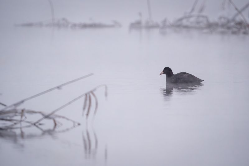 Лысуха Январь 2026photo preview