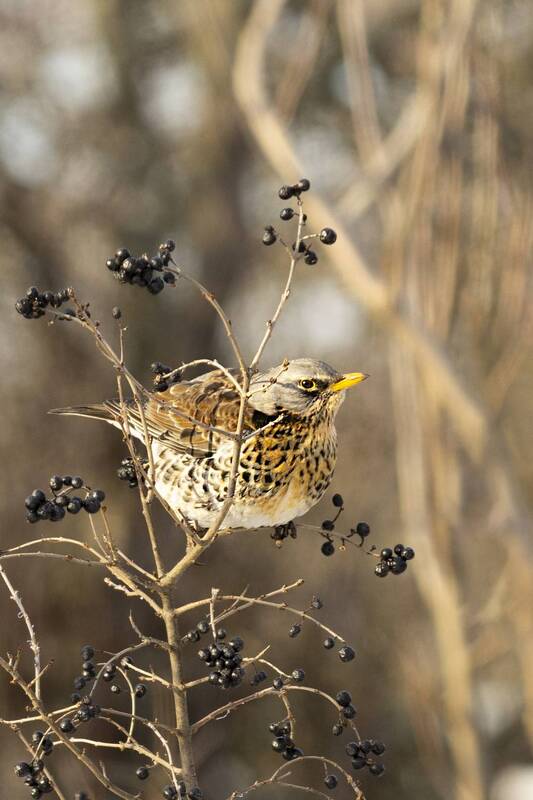 природа Дрозд рябинник фото превью