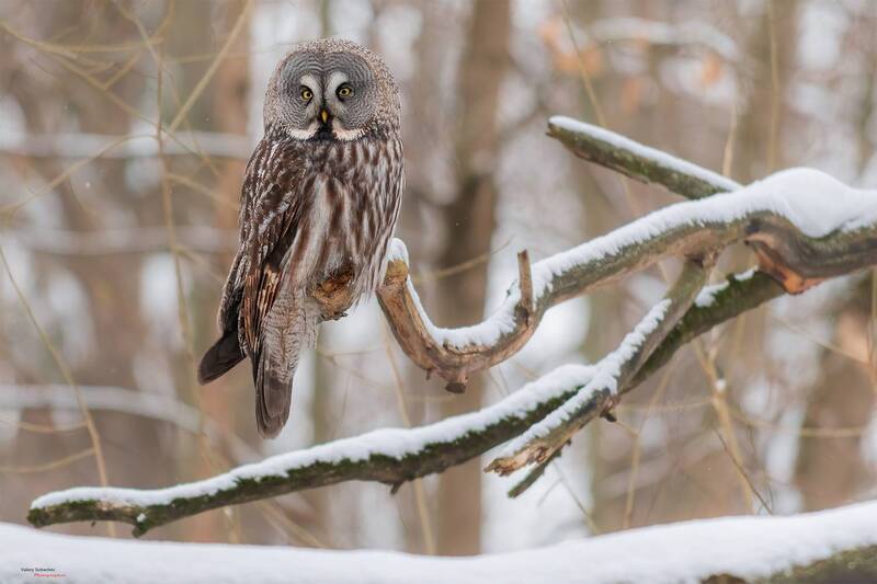 Бородатая неясытьphoto preview