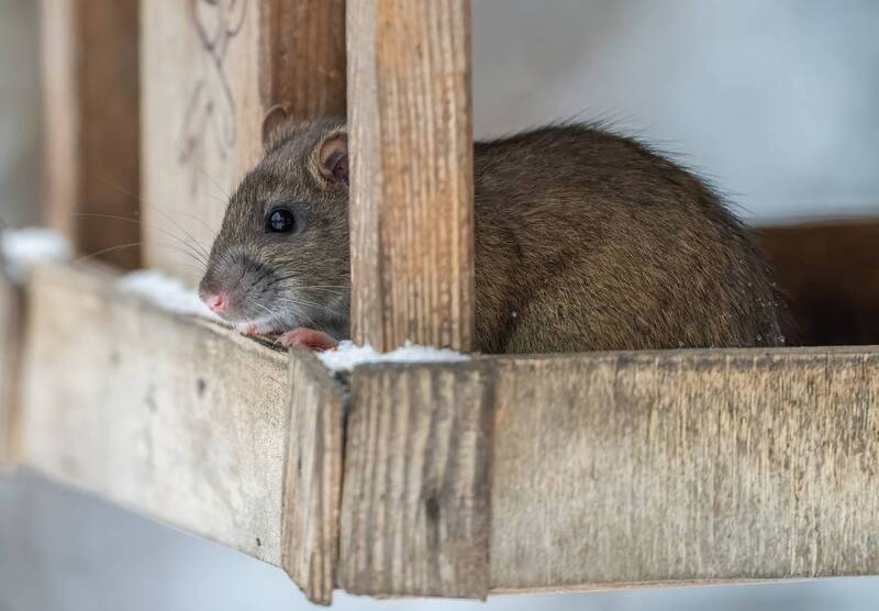 Белочка фото превью