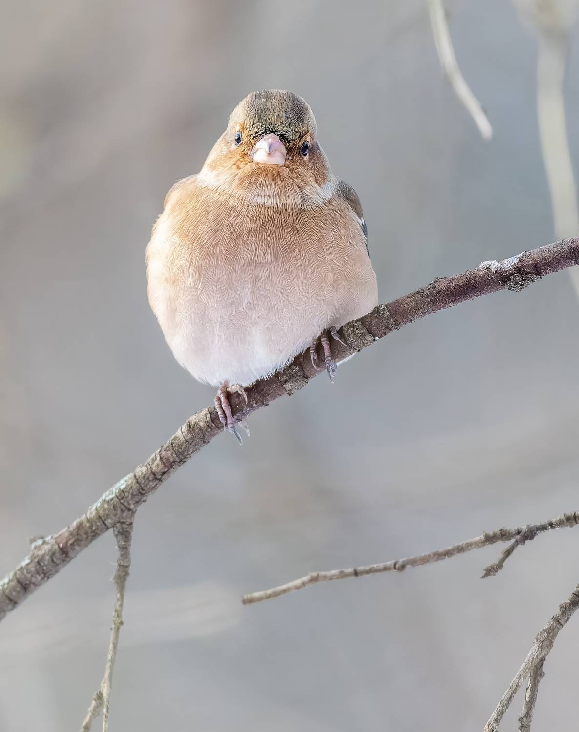 , Дем Константин