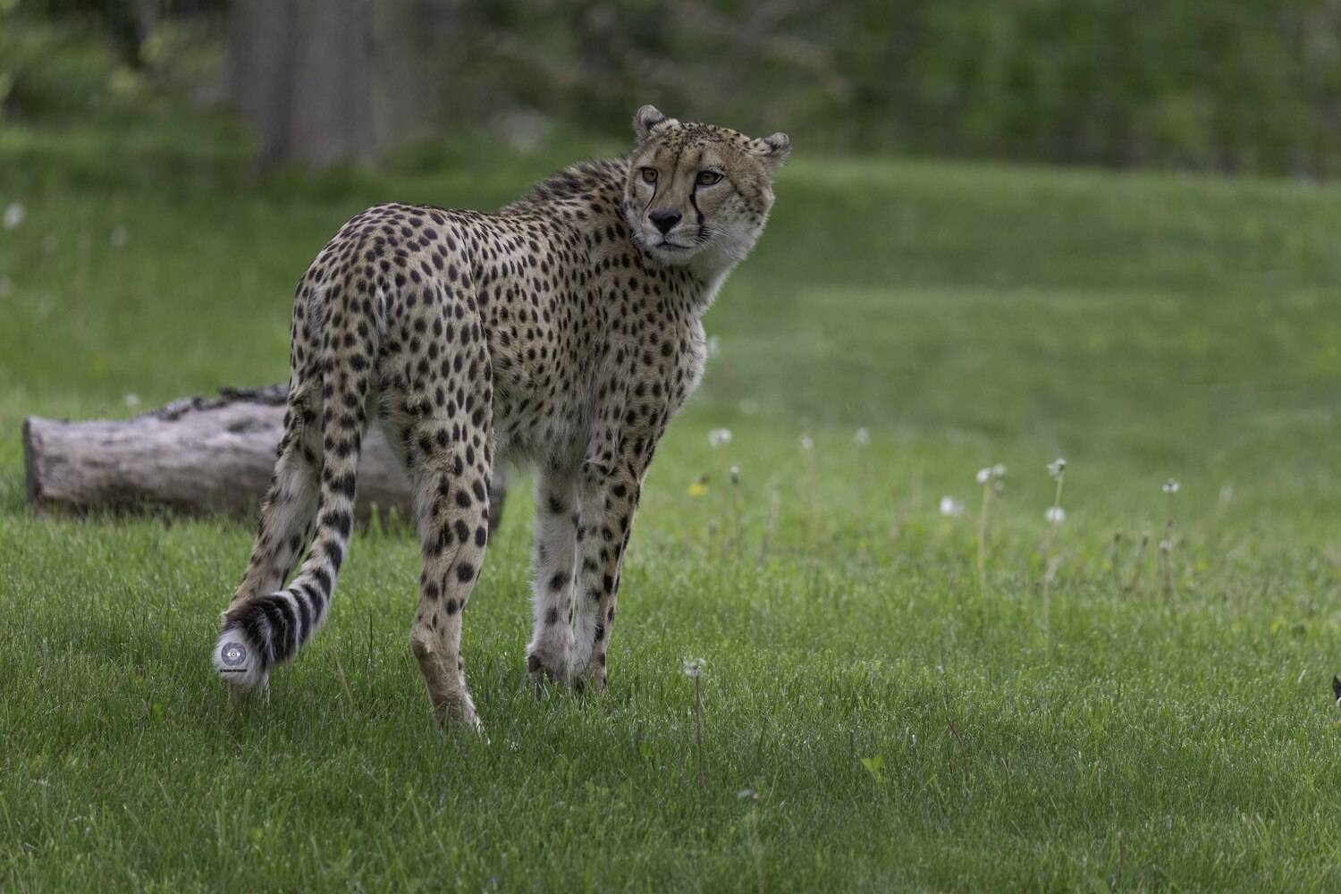 Cheetah. Автор: Ali Pashang , Ali Pashang