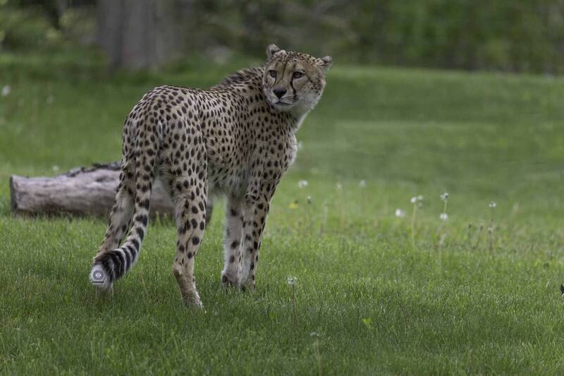 Cheetah фото превью