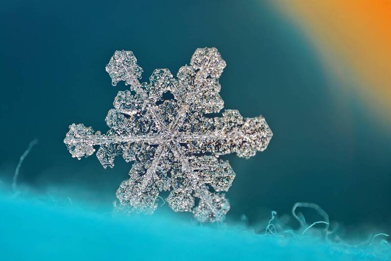 ceclii, macro photo preview