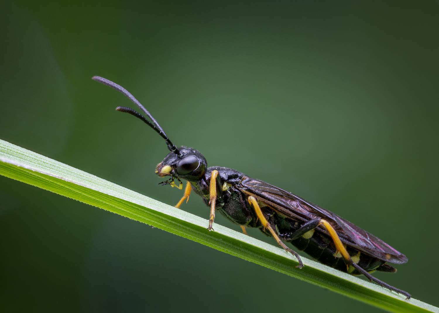 Автор: Кузнецов Дмитрий , Кузнецов Дмитрий