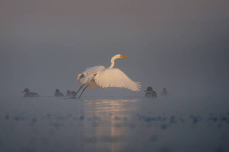 Танец над водойphoto preview