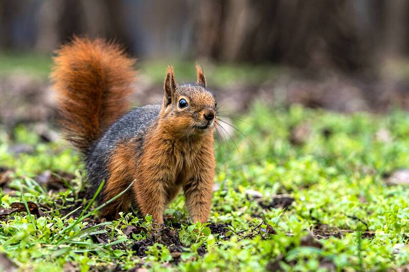 парк, животные, белка ***photo preview