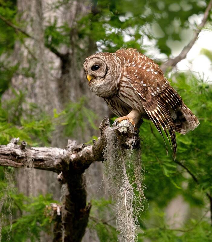 пёстрая неясыть, cова, owl, florida,флорида, хищные птицы, barred owl, raptor Barred Owl - Пёстрая неясытьphoto preview