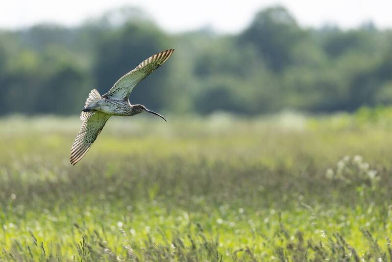 большой кроншнеп, кроншнеп, кулик, птицы, красная книга Большой кроншнепphoto preview