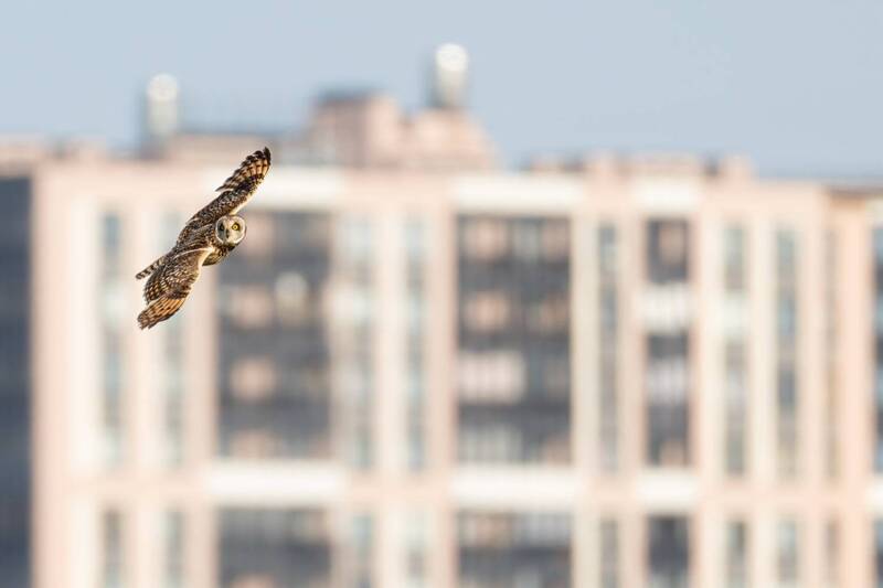 болотная сова, сова, птицы Городская соваphoto preview