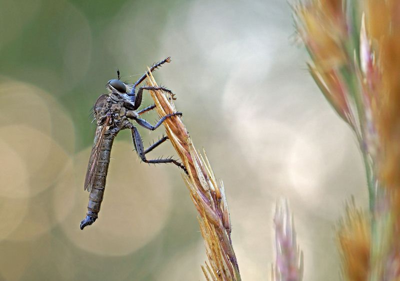 Муха, Хищник Ктырьphoto preview