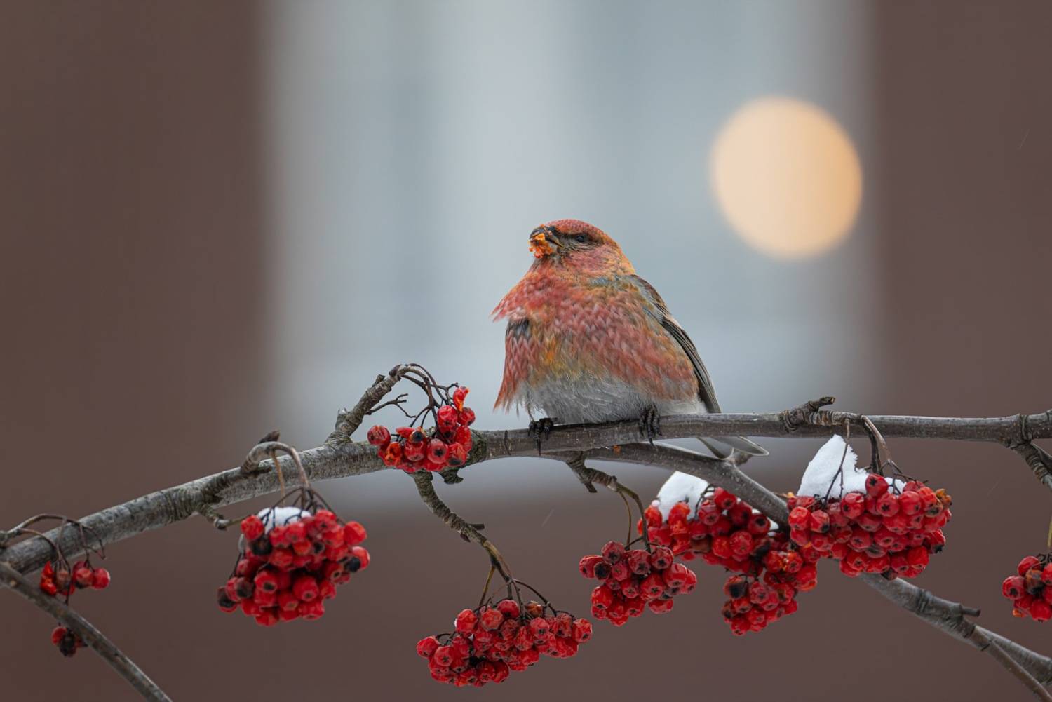 щур, рябина, птицы, Ruslan Pl