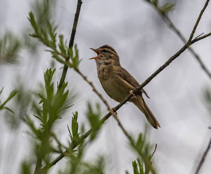 камышевка-барсучок, камышевка, птицы, хабаровский край, высокогорный Камышевка-барсучокphoto preview