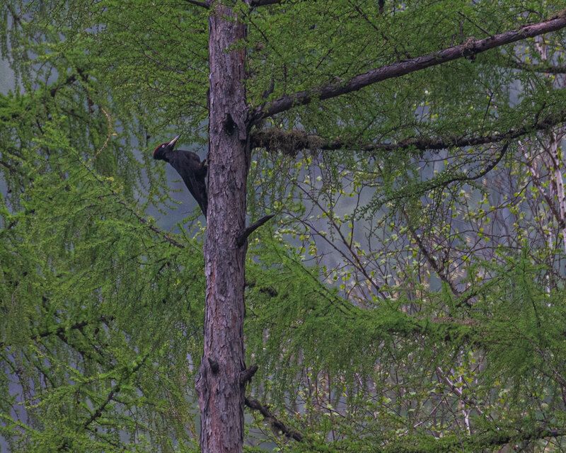 Желна, черный дятел, Хабаровский край, Высокогорный Желна или черный дятелphoto preview