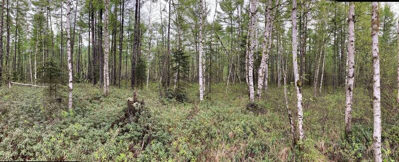 пейзаж, березы, лиственница, весна, хабаровский край, высокогорный Весеннее пробуждениеphoto preview