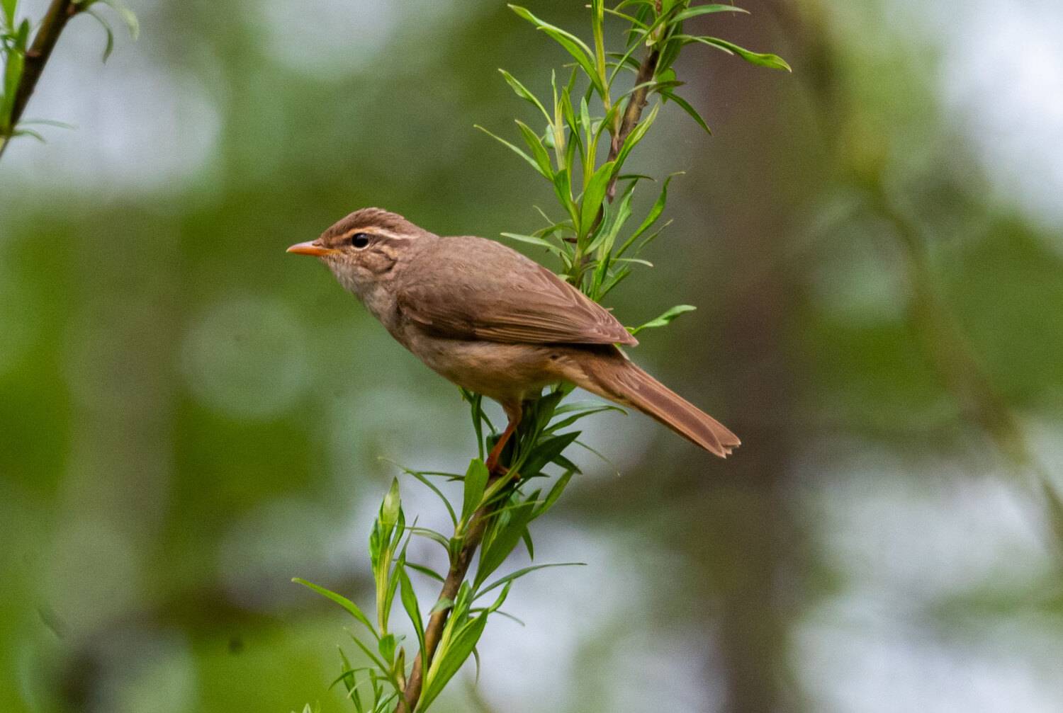 толстоклювая пеночка, пеночка, птицы, хабаровский край, высркргорный, Савчук Сергей