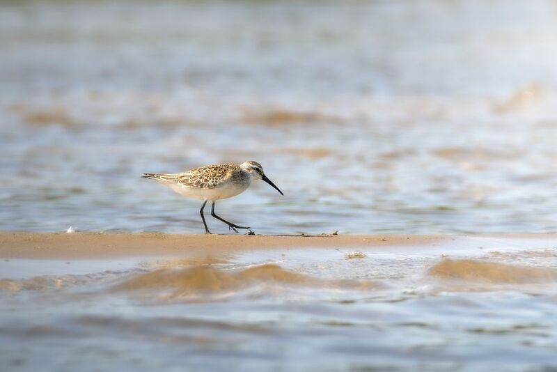 wildlife, birdwatching, nature, bird photography, птица, фотоохота, природа, чернозобик Чернозобикphoto preview