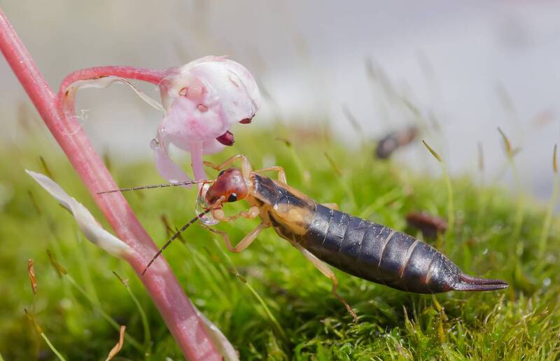 Жаждаphoto preview