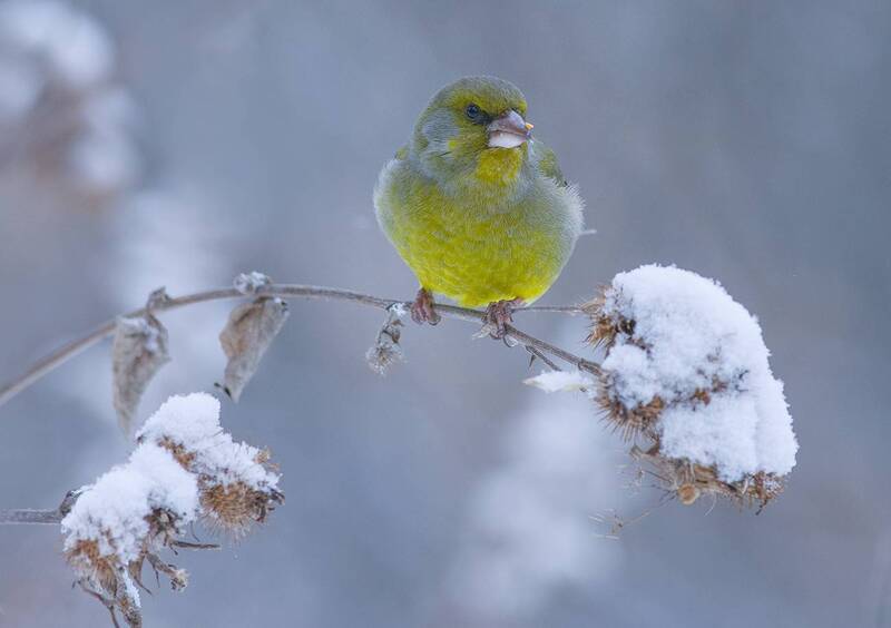 зима,снег,зеленушка,репейник Зима...photo preview