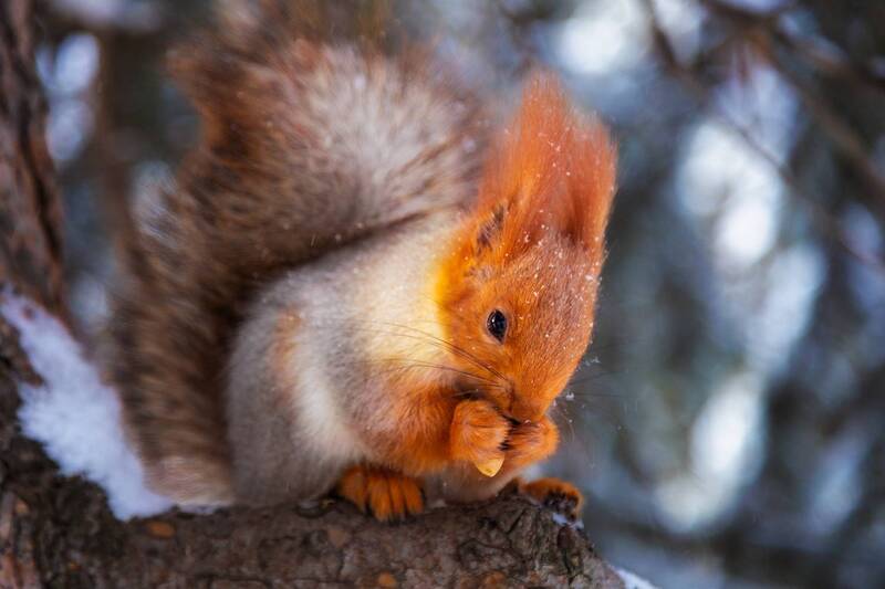 кыргызстан, ала-арча Лесная красавицаphoto preview