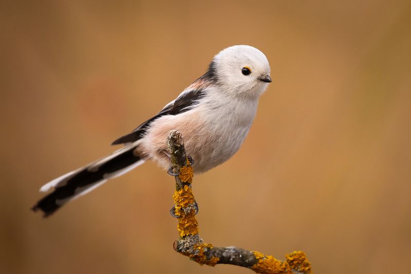 Long-tailed Ti фото превью