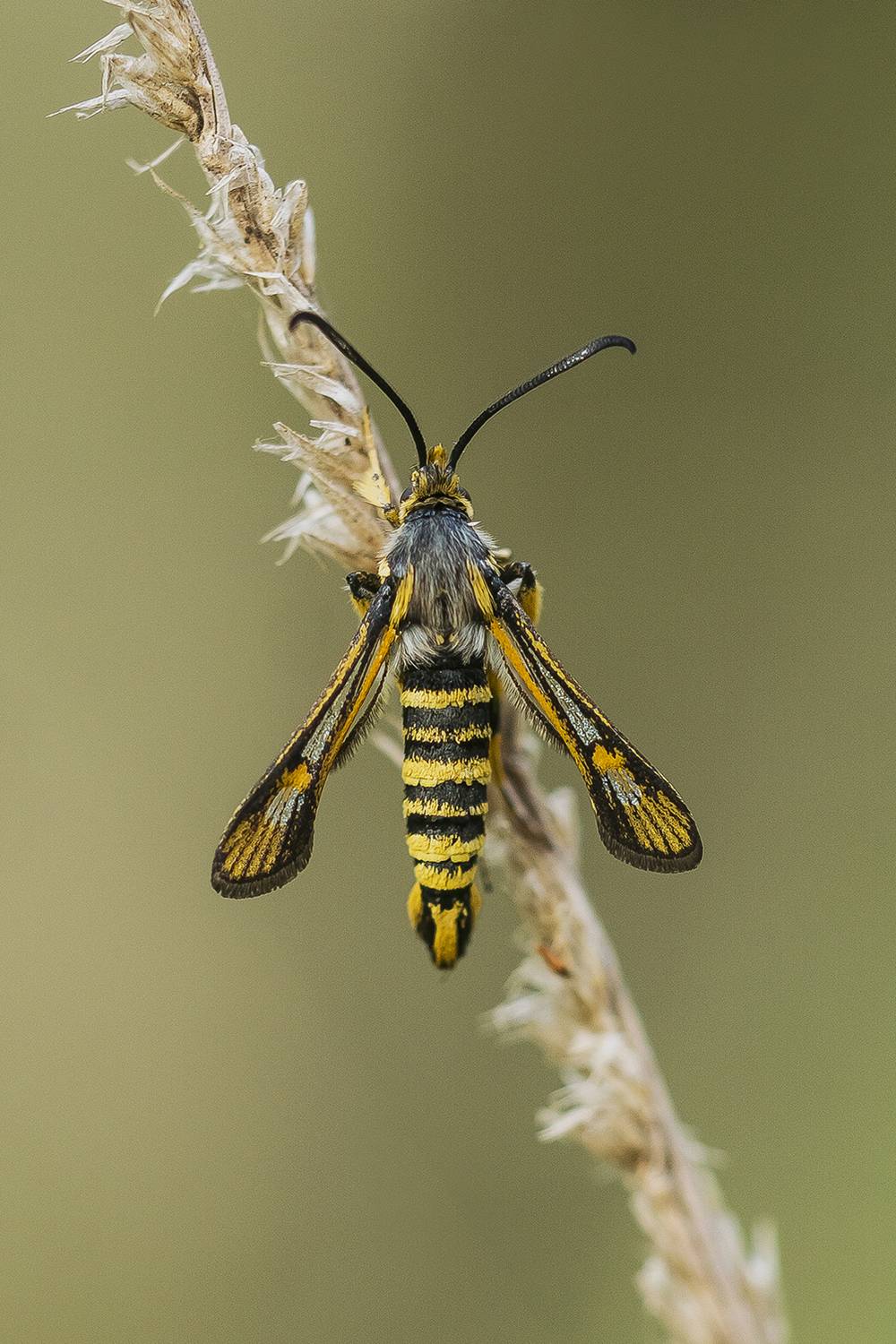 Bembecia sp.. Автор: Andrés Emilio nature close-up outdoor lepidoptera insect arthropod summertime pollinator, Andrés Emilio