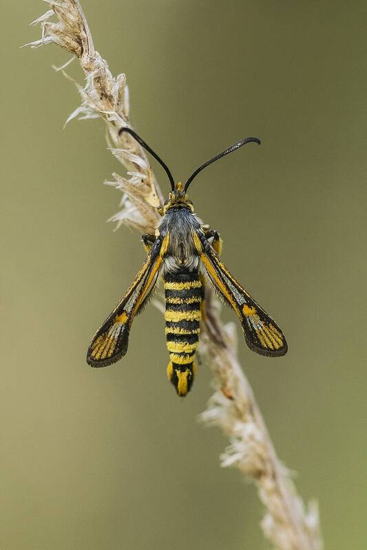 nature close-up outdoor lepidoptera insect arthropod summertime pollinator Bembecia sp.photo preview