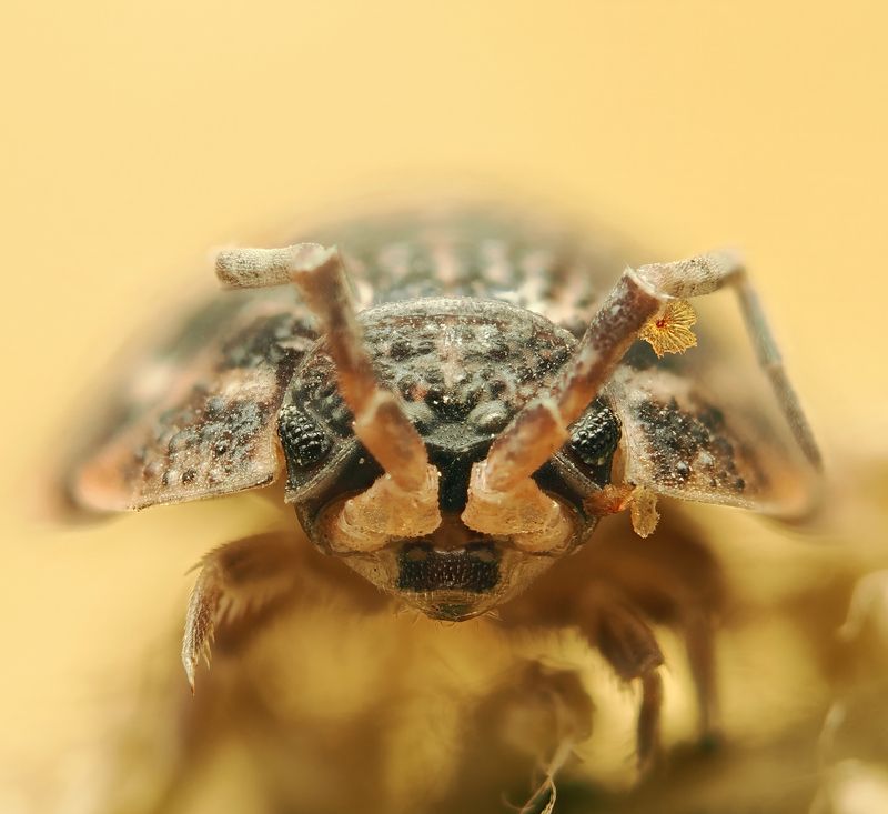 мокрица Портрет мокрицыphoto preview