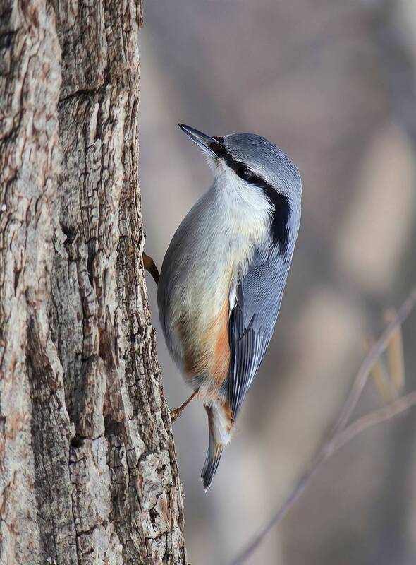 поползень, обыкновенный поползень, ямщик, sitta europaea Поползеньphoto preview